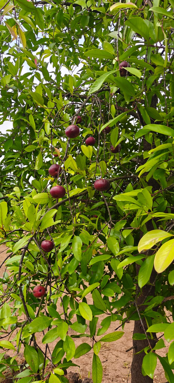 Farm plant: WhatsApp Image 2026-07-28 at 12.53.13 (2).jpeg